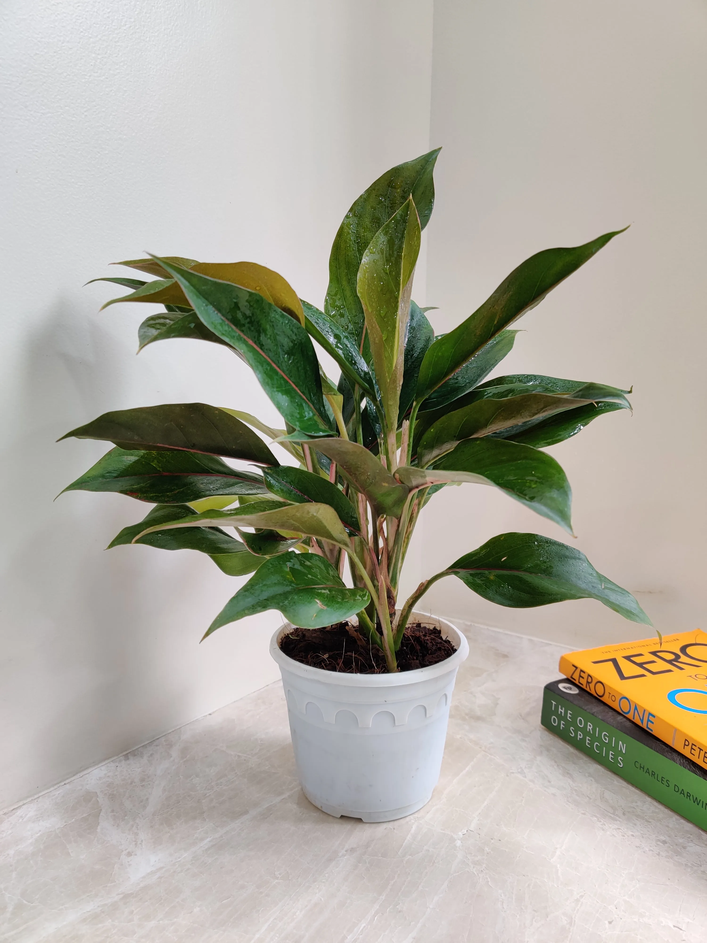 Aglaonema Green Lipstick Big Plant