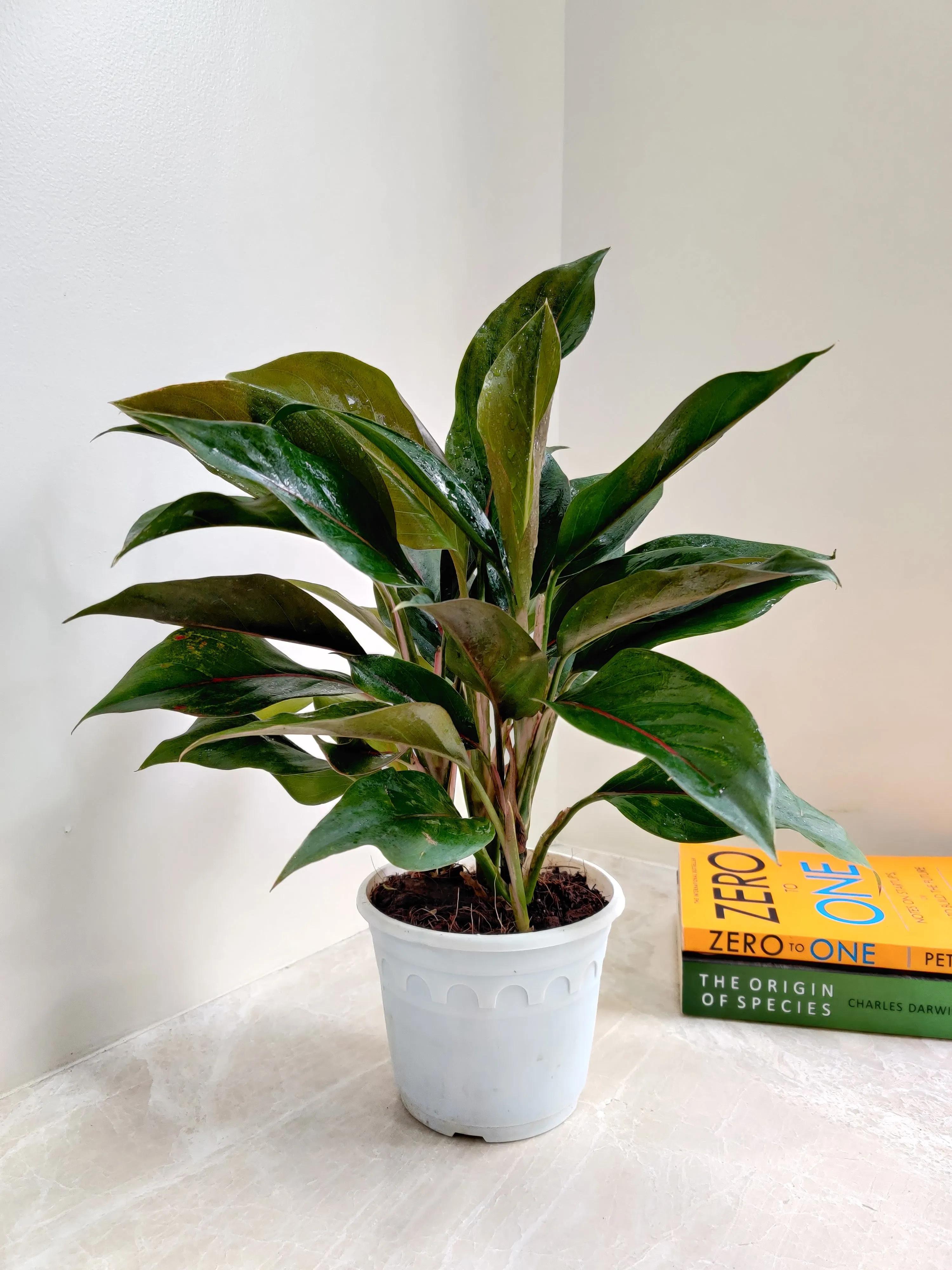 Aglaonema Green Lipstick Big Plant