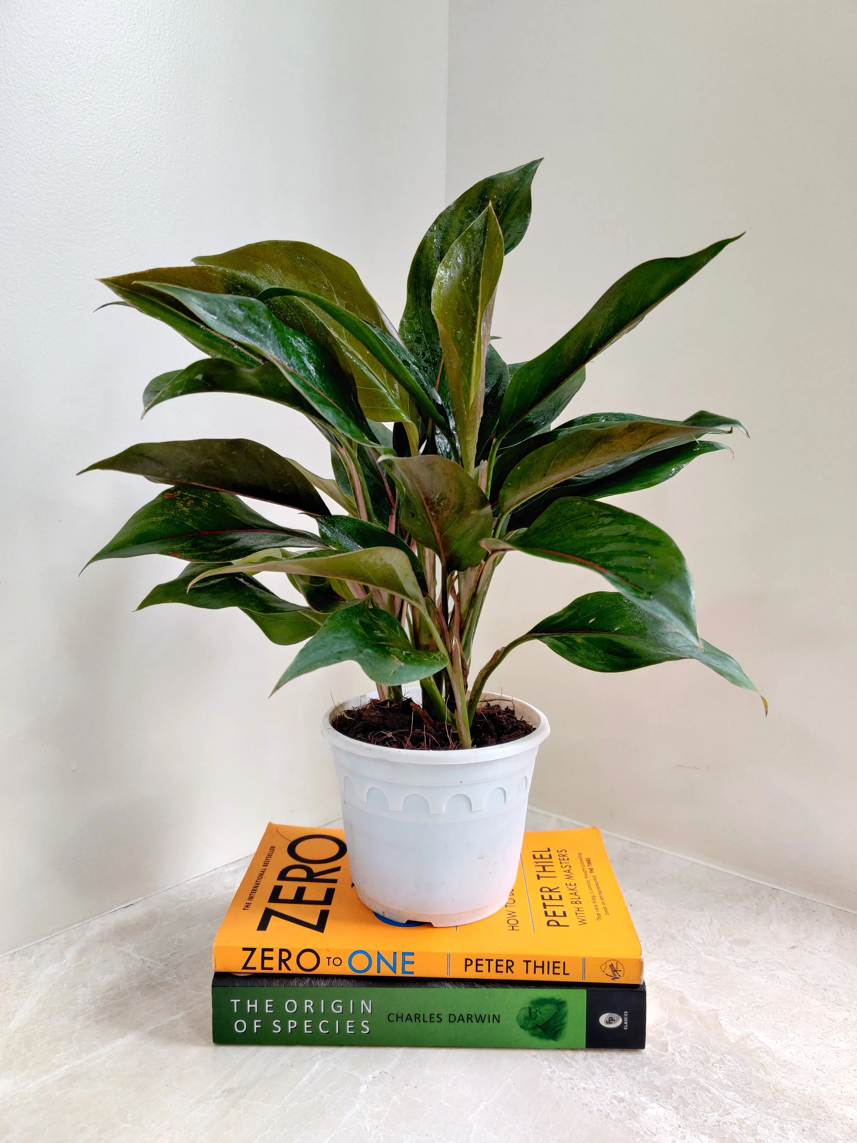 Aglaonema Green Lipstick Big Plant