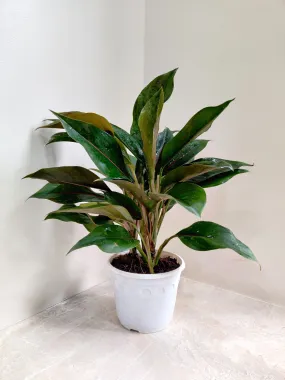 Aglaonema Green Lipstick Big Plant