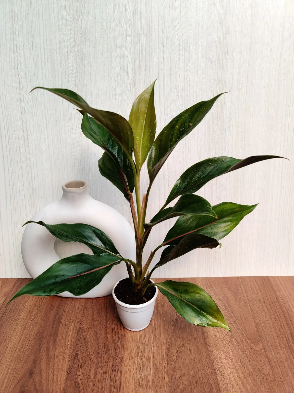 Aglaonema Lipstick Green  Plant