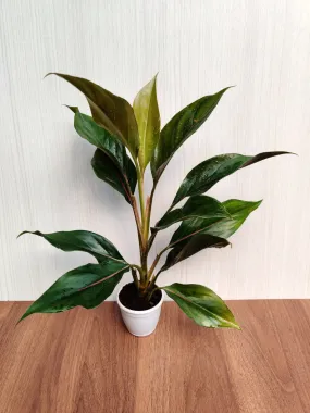 Aglaonema Lipstick Green  Plant