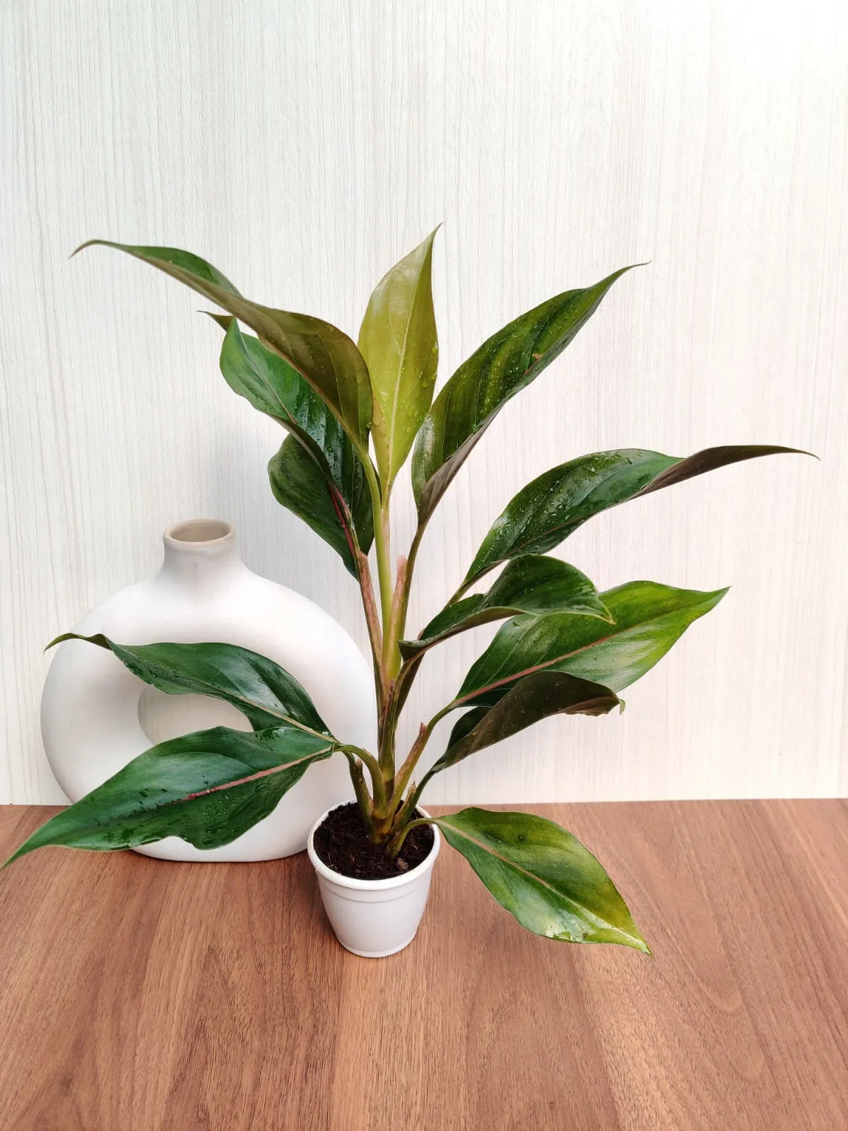 Aglaonema Lipstick Green  Plant