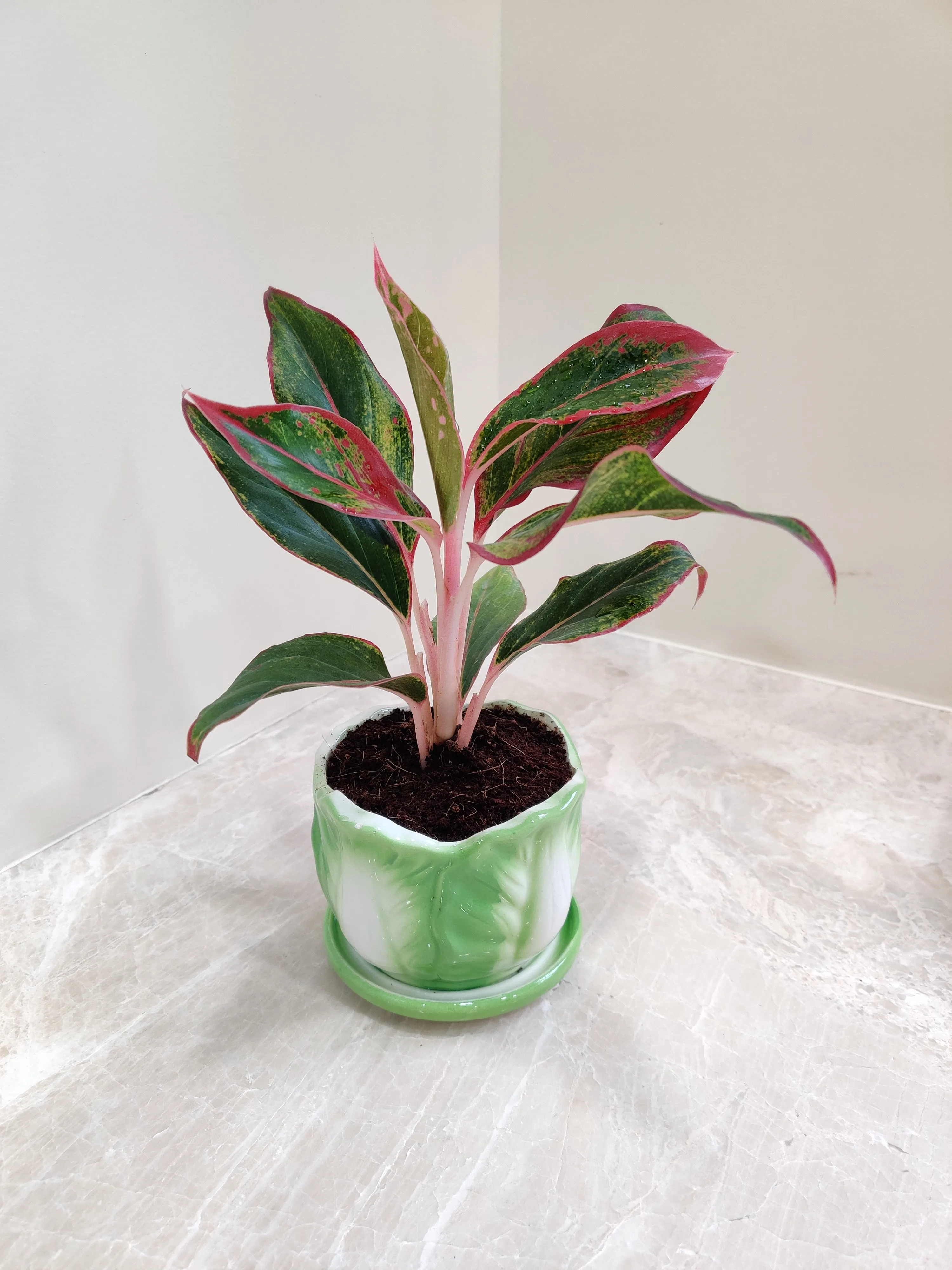 Air-Purifying Indoor Aglaonema Lipstick Plant for corporate gifting