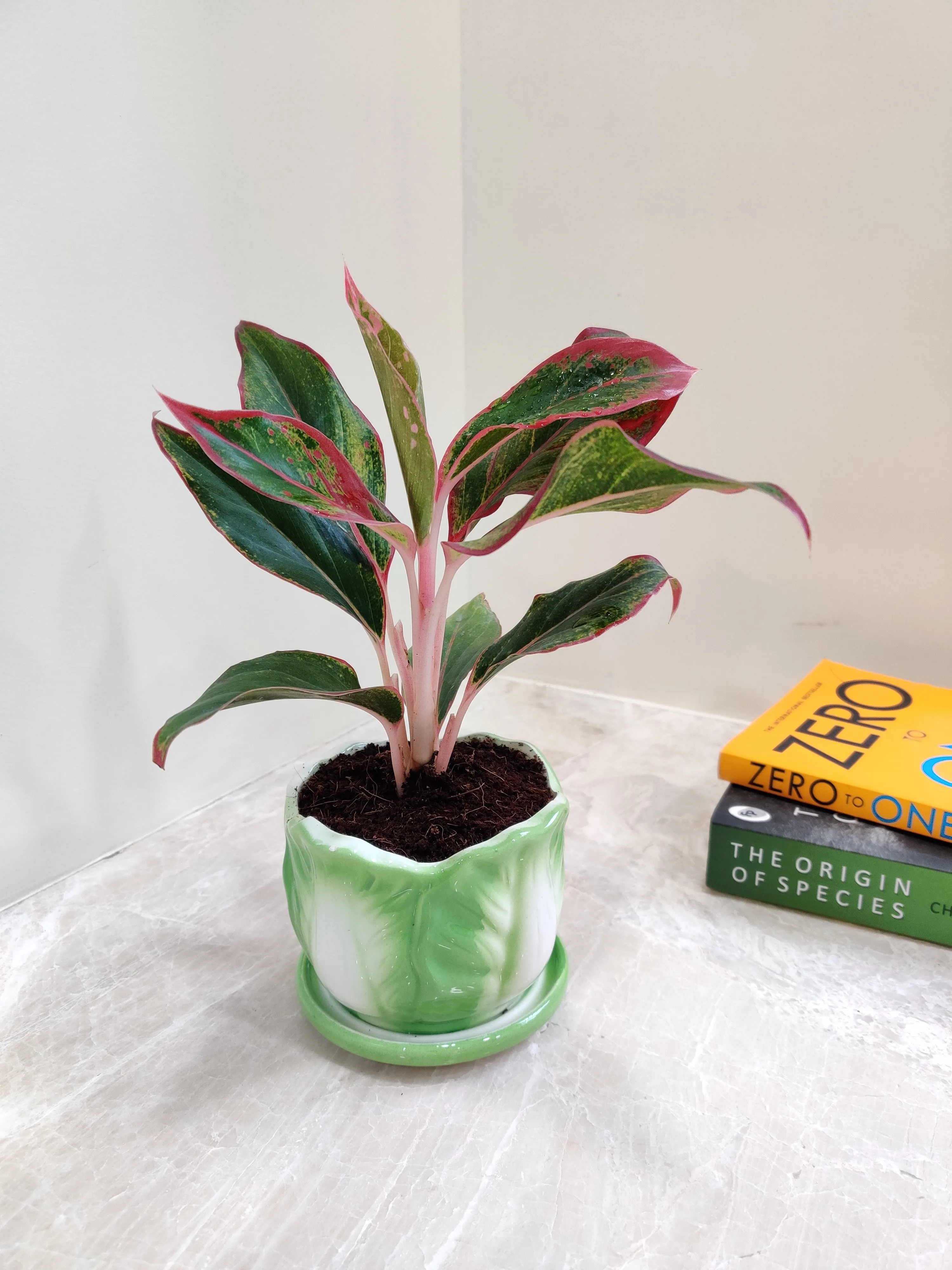 Air-Purifying Indoor Aglaonema Lipstick Plant for corporate gifting