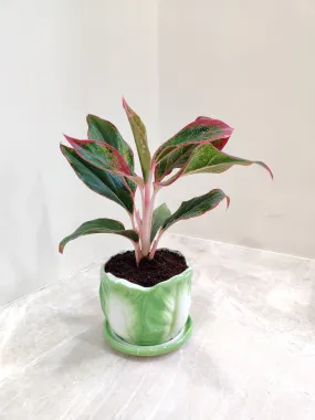 Air-Purifying Indoor Aglaonema Lipstick Plant for corporate gifting